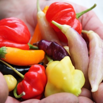 Chilimix (Samen)