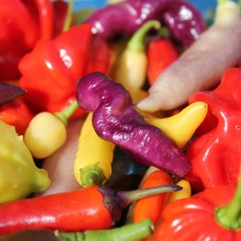 Chilimix (Samen)