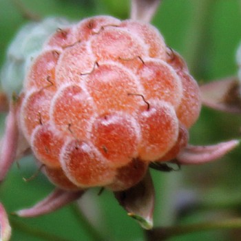 Chinesische Himbeere Ambra (Pflanze)