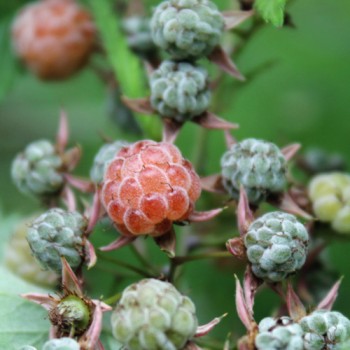 Chinesische Himbeere Ambra (Pflanze)