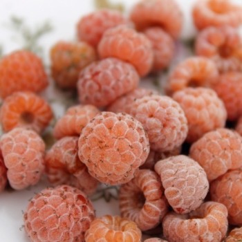 Chinesische Himbeere Ambra (Pflanze)