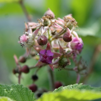 Chinesische Himbeere Ambra (Pflanze)