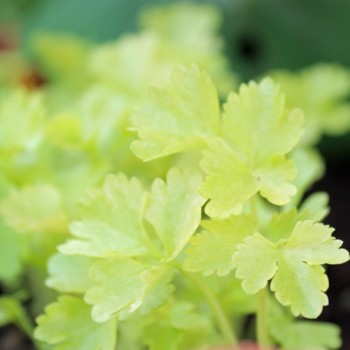 Chinesischer Sellerie Golden Leaf (Samen)