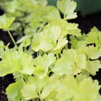 Chinesischer Sellerie Golden Leaf (Samen)