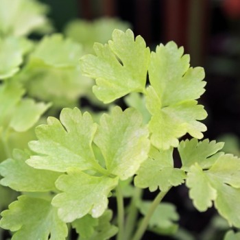 Chinesischer Sellerie Golden Leaf (Samen)
