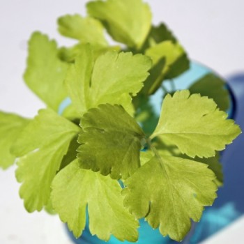 Chinesischer Sellerie Golden Leaf (Samen)
