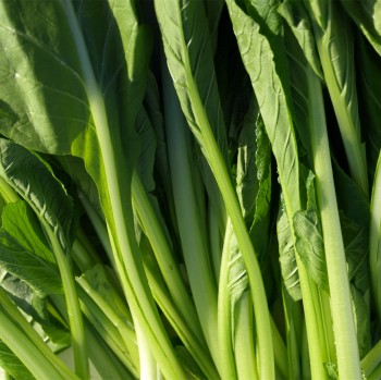 Choy Sum (Samen)