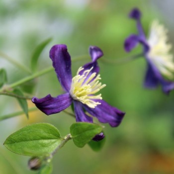 Duftclematis (Pflanze)