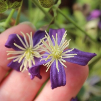 Duftclematis (Pflanze)
