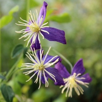 Duftclematis (Pflanze)