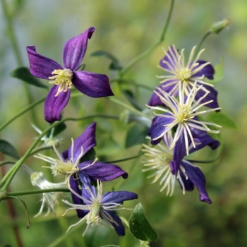Duftclematis (Pflanze)