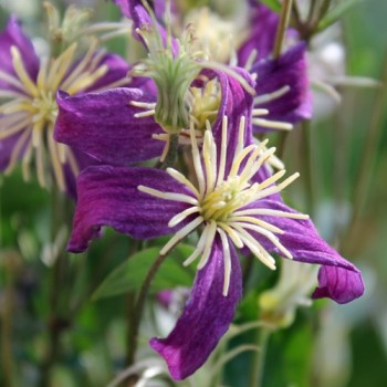 Duftclematis (Pflanze)