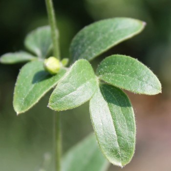 Duftclematis (Pflanze)