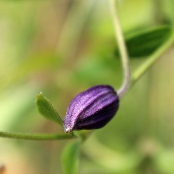 Duftclematis (Pflanze)