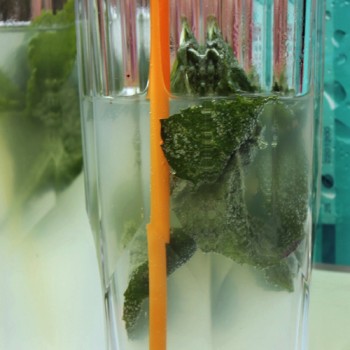 Persische Minze (Pflanze)