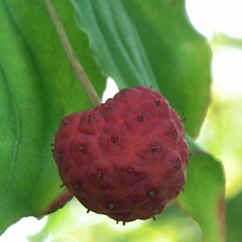 Fruchthartriegel Miss Satomi (Pflanze)