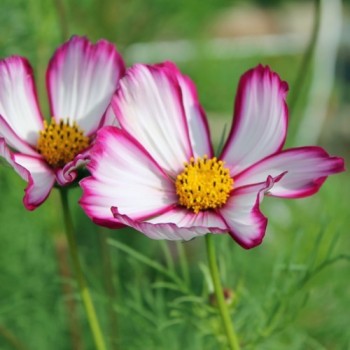 Cosmos Candy Stripe (Samen)