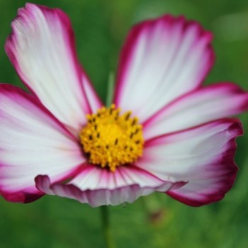 Cosmos Candy Stripe (Samen)