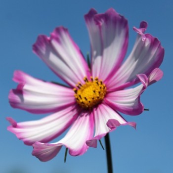 Cosmos Candy Stripe (Samen)