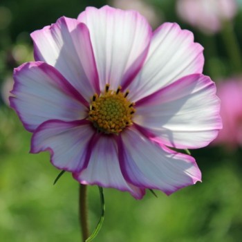 Cosmos Candy Stripe (Samen)