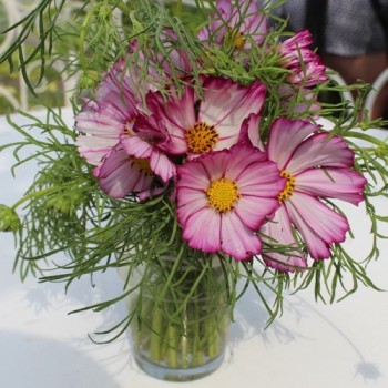 Cosmos Candy Stripe (Samen)
