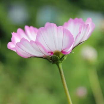 Cosmos Candy Stripe (Samen)