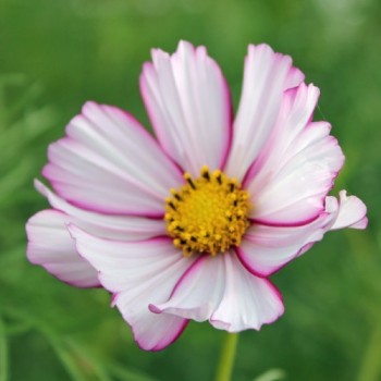 Cosmos Candy Stripe (Samen)