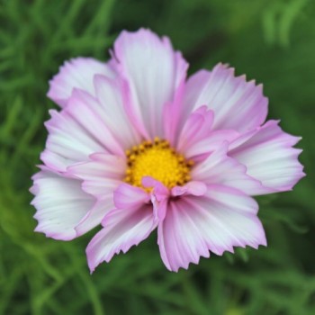 Cosmos Collarette (Samen)