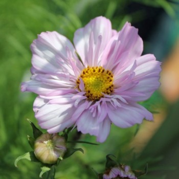 Cosmos Collarette (Samen)