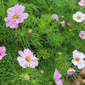 Cosmos Collarette (Samen)