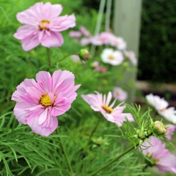 Cosmos Collarette (Samen)