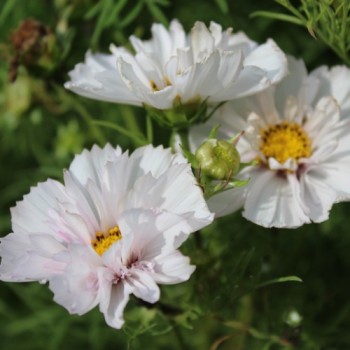 Cosmos Collarette (Samen)