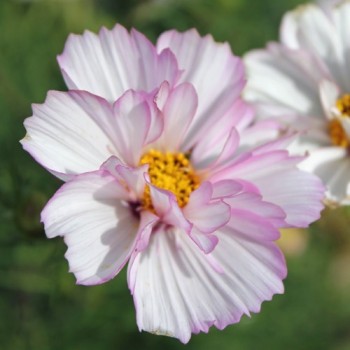 Cosmos Collarette (Samen)