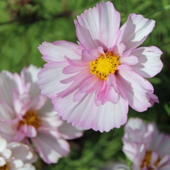 Cosmos Collarette (Samen)