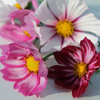 Cosmos Daydream (Samen)