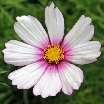 Cosmos Daydream (Samen)