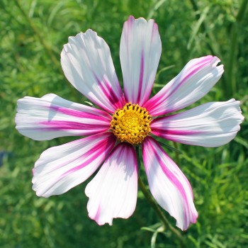 Cosmos Daydream (Samen)