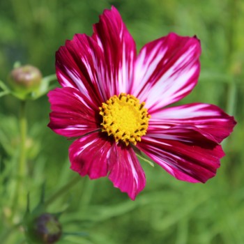 Cosmos Daydream (Samen)
