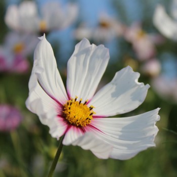 Cosmos Daydream (Samen)