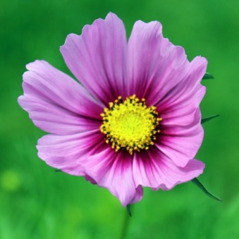 Cosmos Dazzler (Samen)