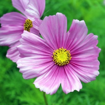 Cosmos Dazzler (Samen)