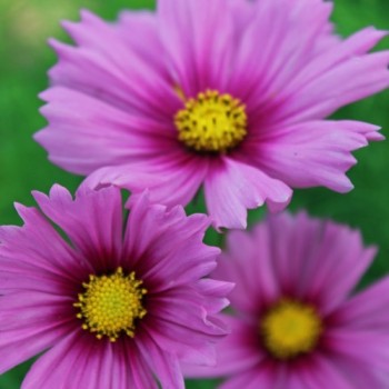 Cosmos Dazzler (Samen)