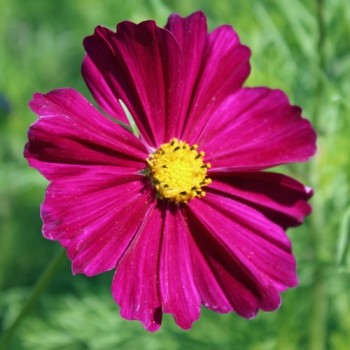 Cosmos Dazzler (Samen)