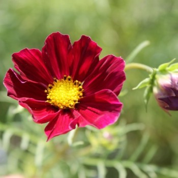Cosmos Dazzler (Samen)