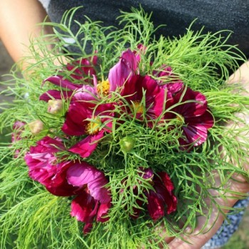 Cosmos Dazzler (Samen)
