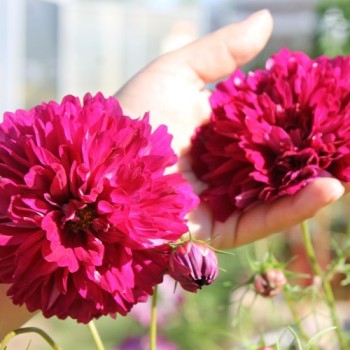 Cosmos Double Click Cranberries (Samen)
