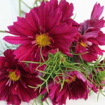 Cosmos Double Click Cranberries (Samen)