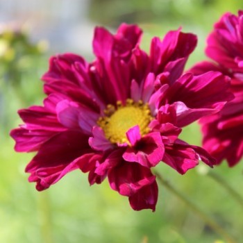Cosmos Double Click Cranberries (Samen)