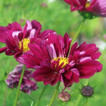 Cosmos Double Click Cranberries (Samen)