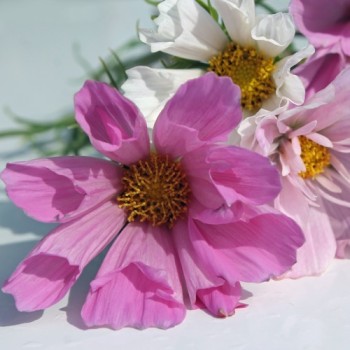 Cosmos Sea Shells (Samen)